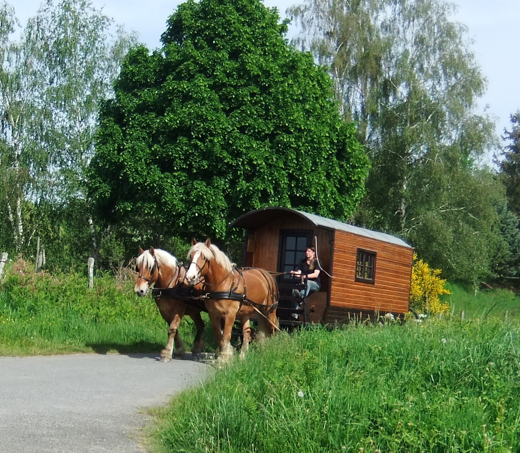 Séjour itinérant en roulotte avec 2 chevaux